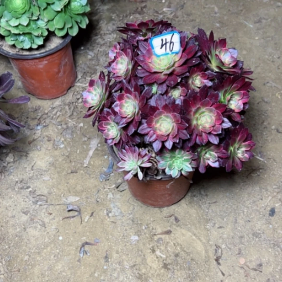 【闪购商品】用****8多肉植物安娜46