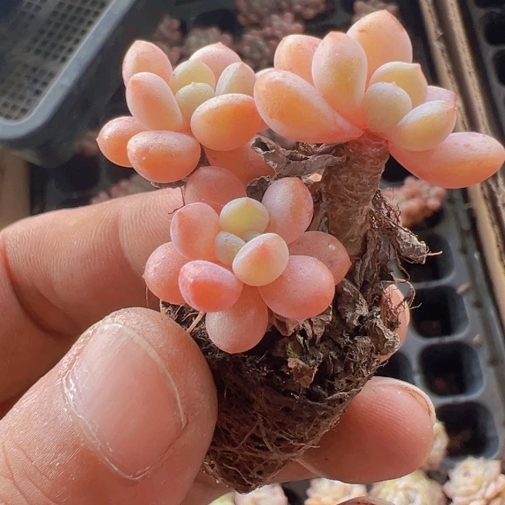 花斑鹿精品多肉植物