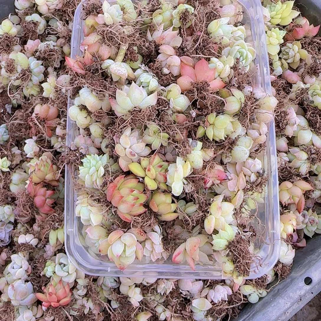 饭盒小苗保底100颗以上量拍