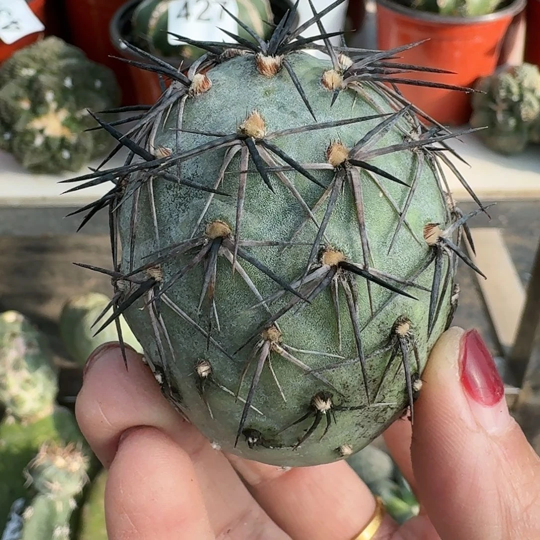 无花朵产地墨麒麟黑刺习