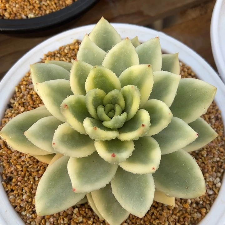 千代田之松锦 单头