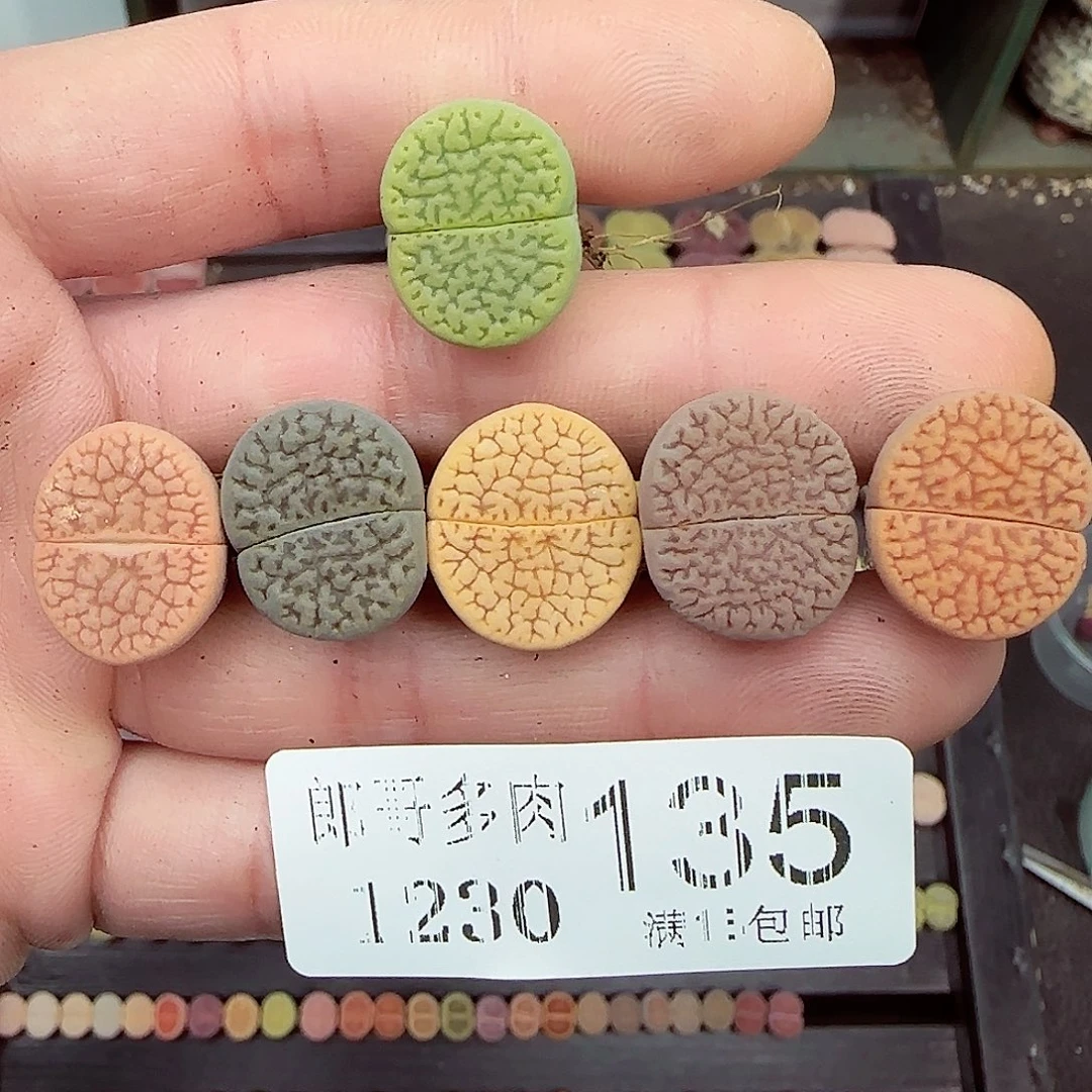 满满18包邮1230-135