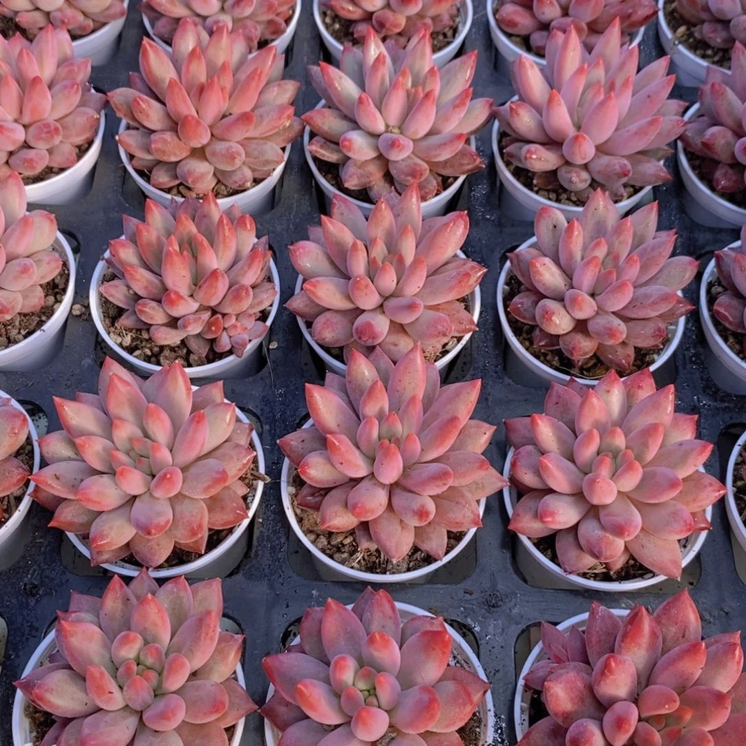 量拍36号 精品小胖体虞美人单头两个