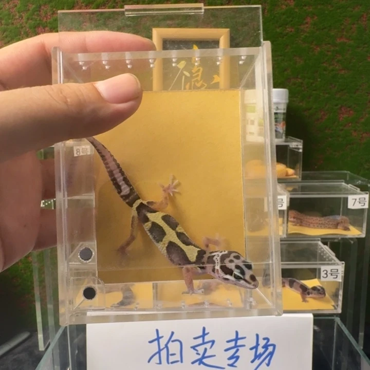 豹纹守宫笑脸丛林土匪0元起