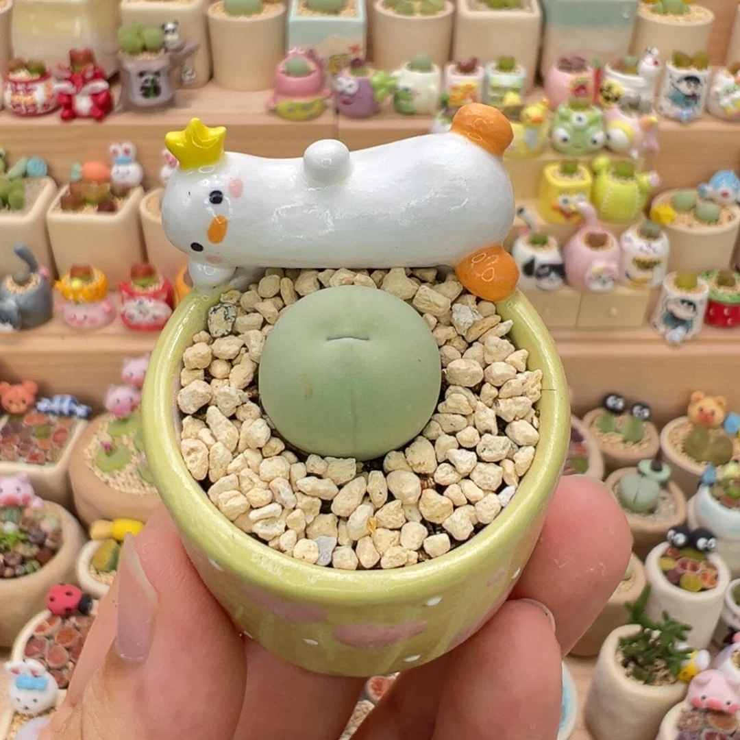 多肉植物90号鸽子蛋
