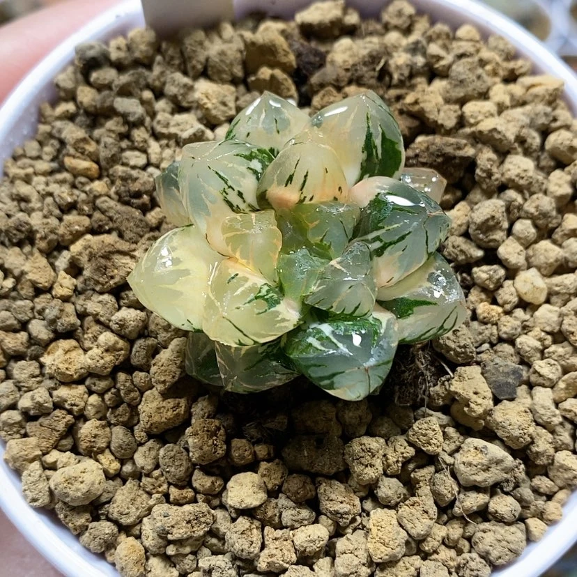 【闪购商品】161广濑玉露锦
