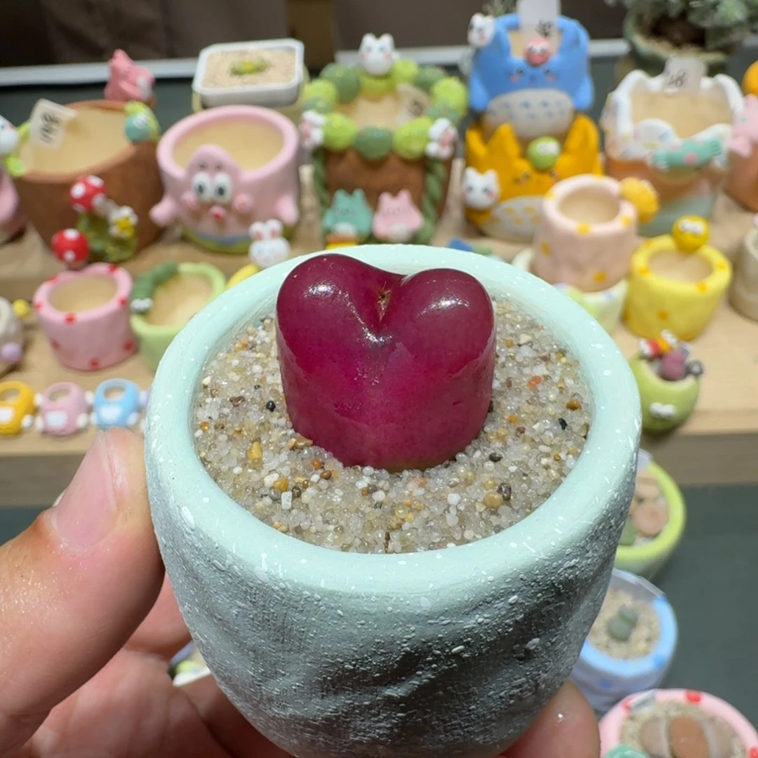 红陶蘑菇518毛汉尼