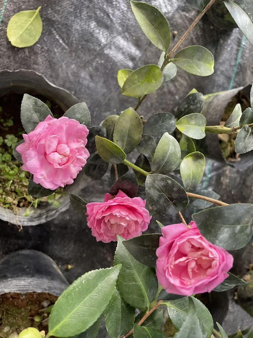 3-4年紫色玫瑰茶梅山茶花带花苞适合室内室外养殖