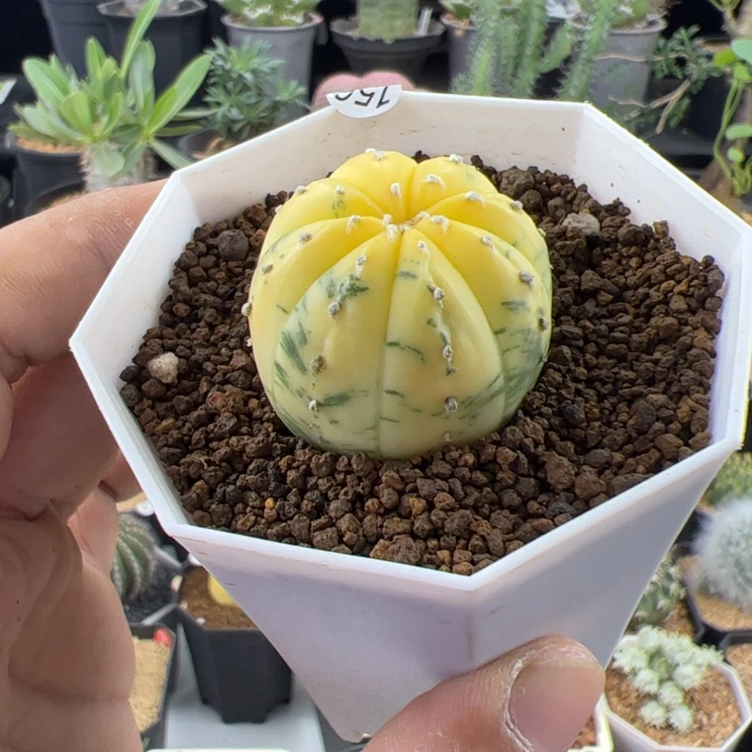 兜锦实生一物一拍带盆发