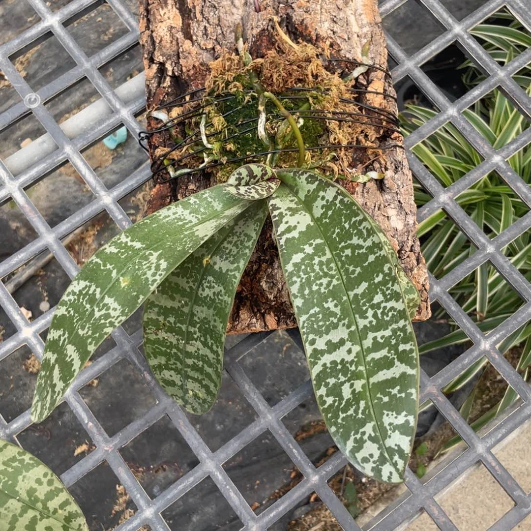 完全开放山採史，板植抽梗苗，单苗