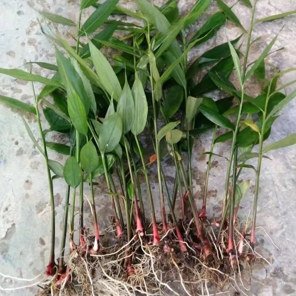 广西野生小叶山姜香姜苗草果叶包粽子香料返秋葵反季秋非广东沙姜