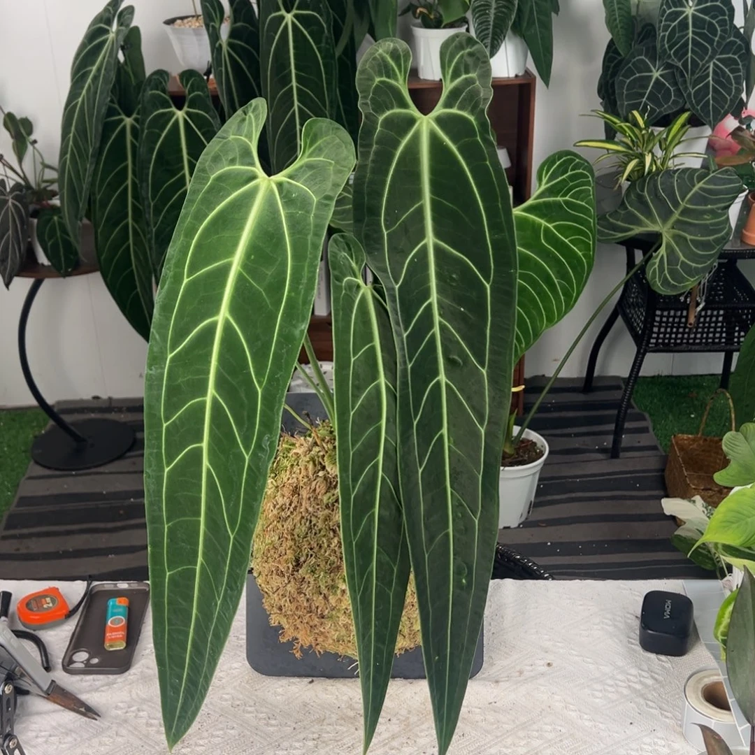 完全开放板植黑窄鹤后叶长61