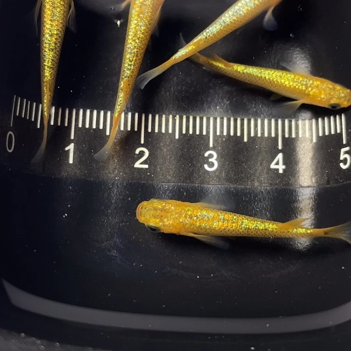 青鳉鱼阳光5条，007号，满15包邮，可叠单