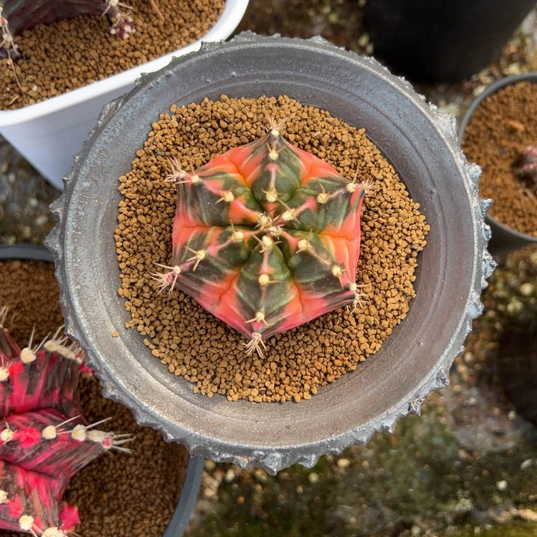 泰系米哈锦带盆土发货