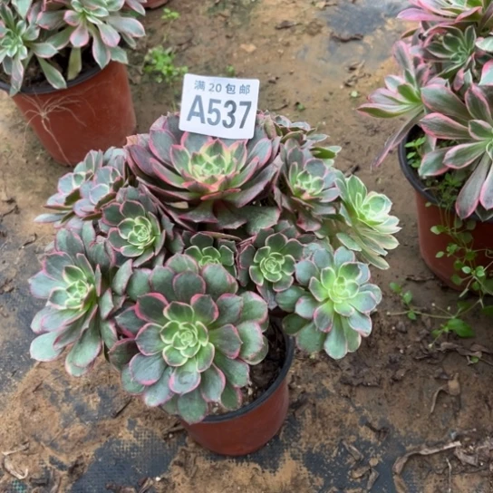 537粉花妖不包断枝