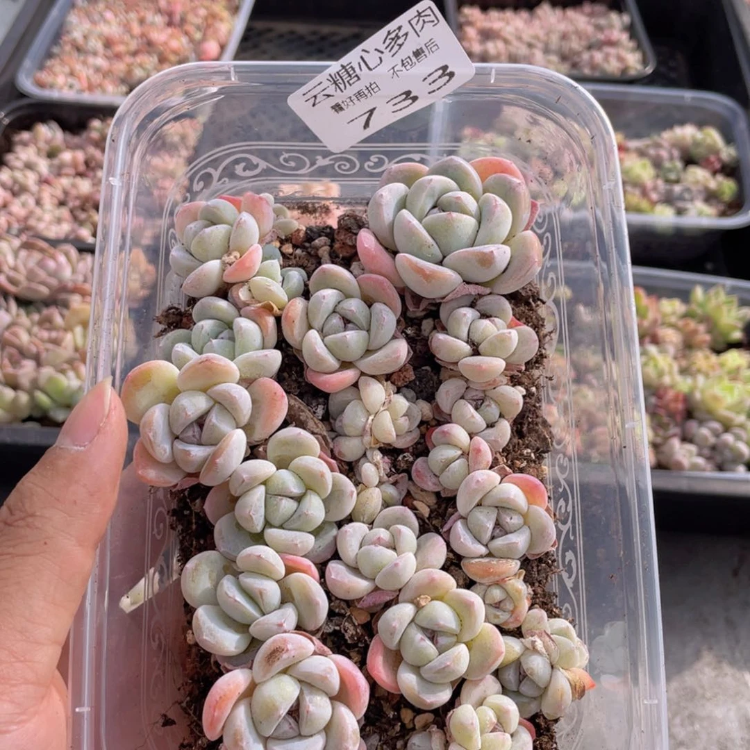 云糖心多肉植物733