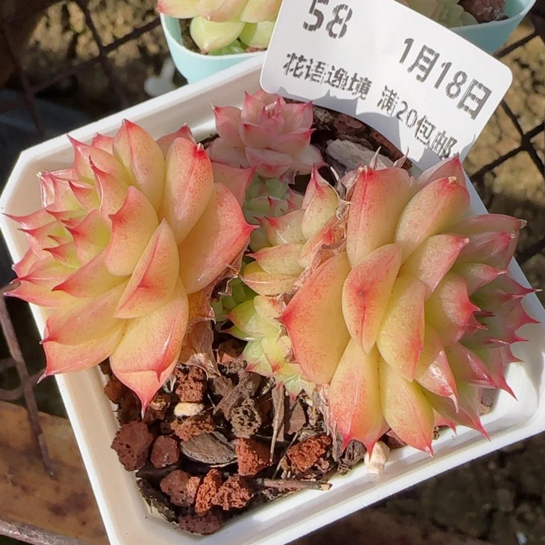 花语逸境0118-58散