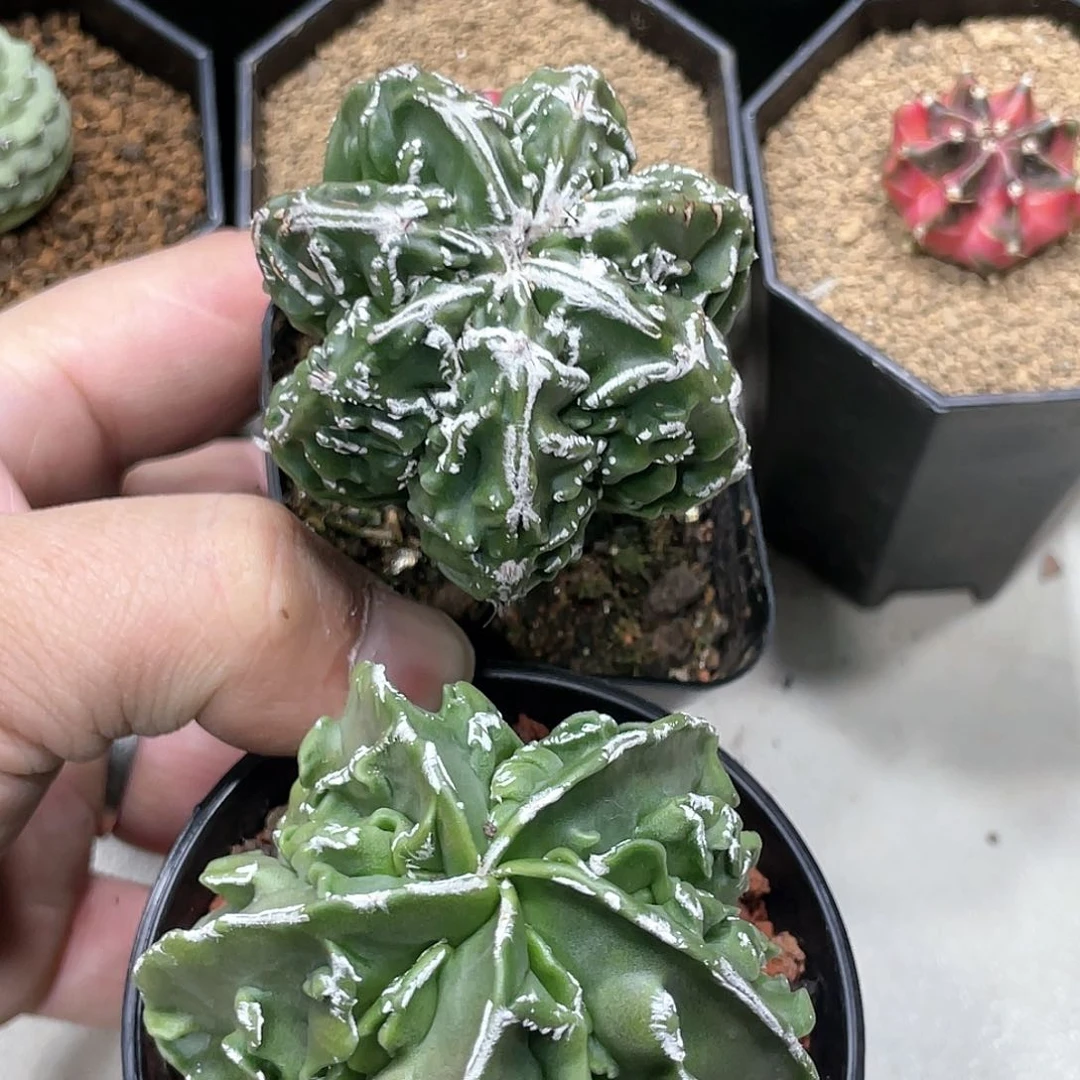 实生根系，核桃两颗