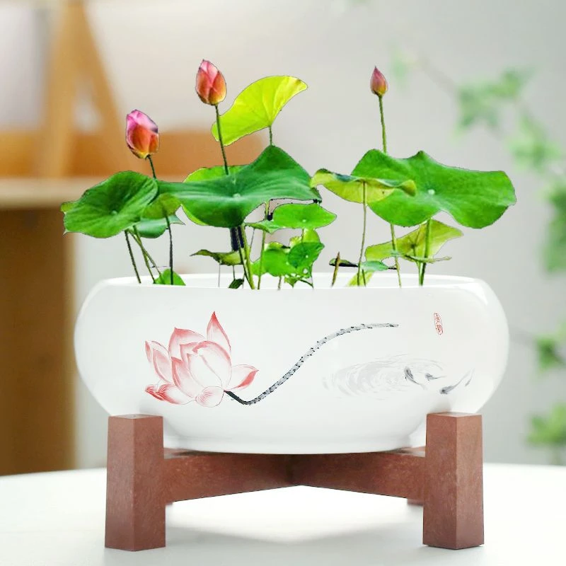 花盆陶瓷大号铜钱草专用一叶莲碗莲盆多肉养花耐用水培睡莲盆缸