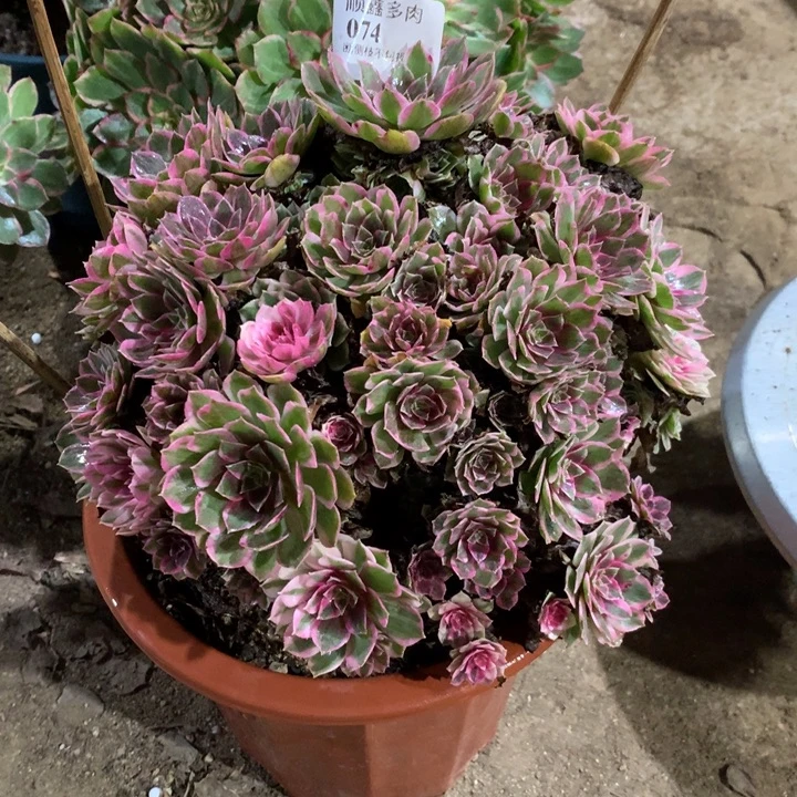 074孔雀翎多肉植物特价特价