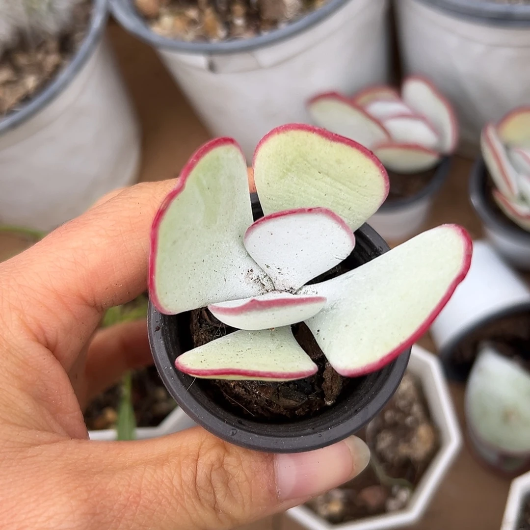 白眉福分呃呃呃呃呃