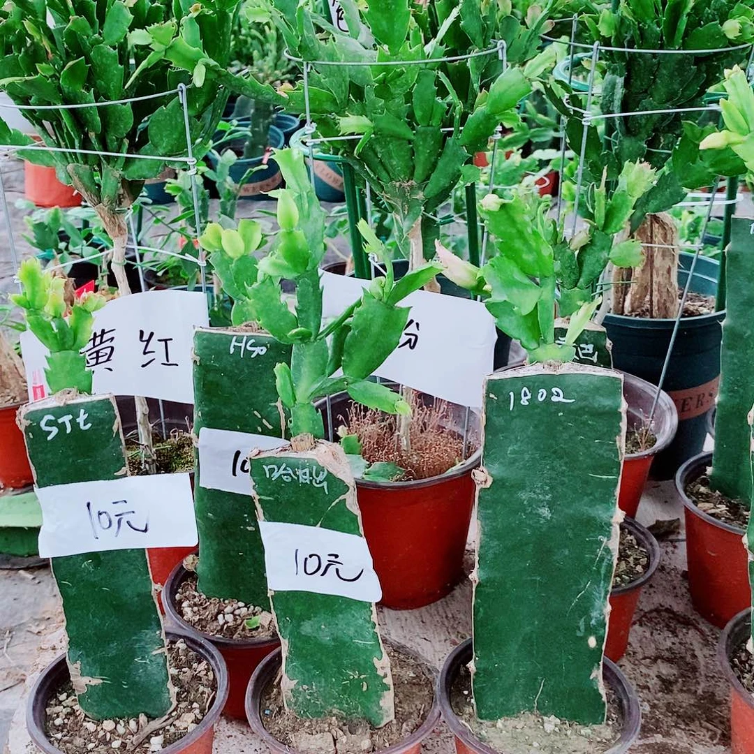 观***涛无花朵大花蟹爪兰