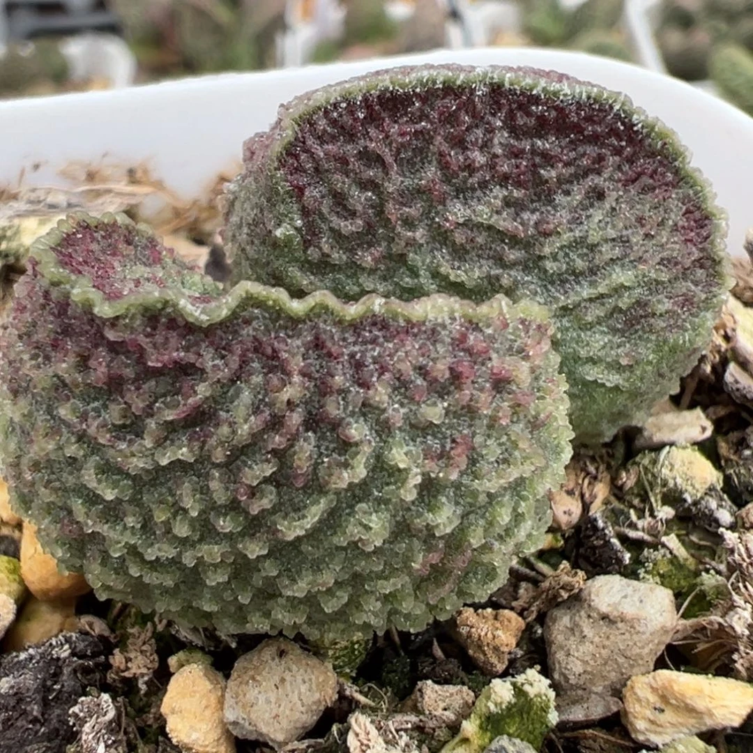 实生新品多肉植物水泡多肉植物