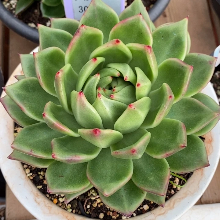 D301- 直播福利 凤凰