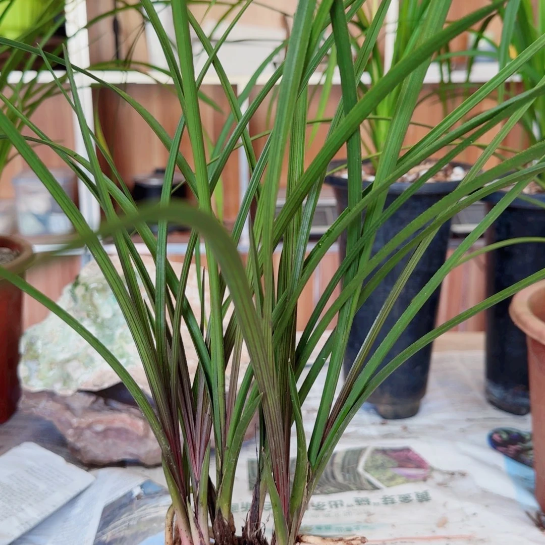 文***華当前无花栽培后可以开花