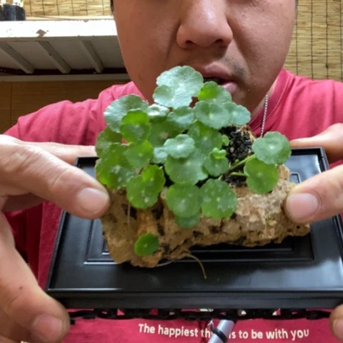 红陶一物一拍所见即所得168