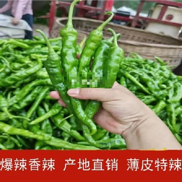（湘西土辣椒）特辣爆辣农家自产3斤