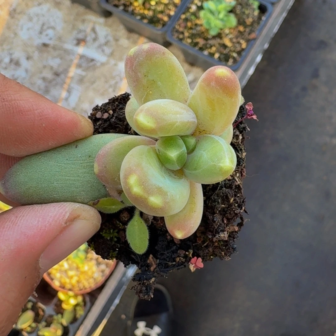 迷雾森林 叶插 一物一拍