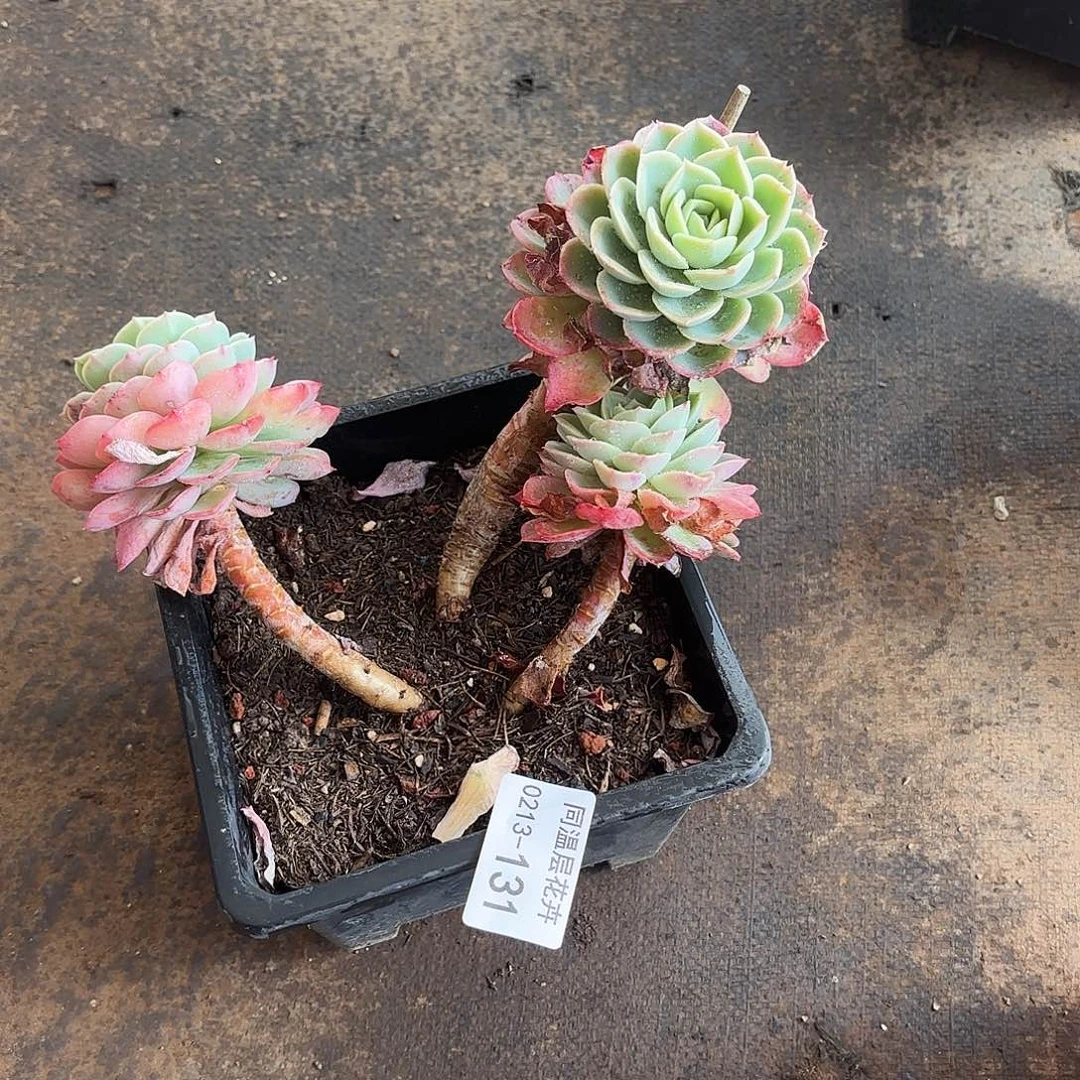 同温层多肉131哈密瓜