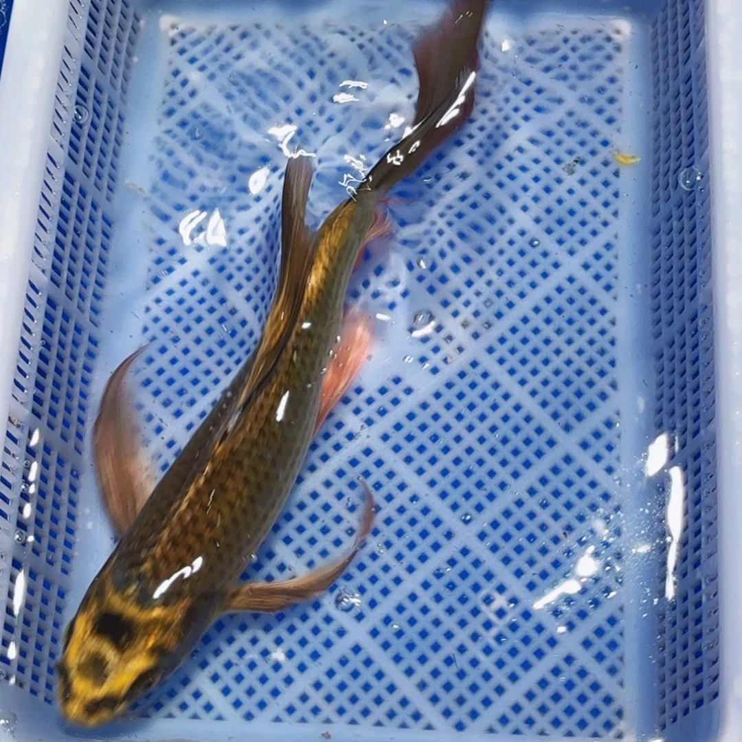 锦鲤甄选锦鲤包邮包活