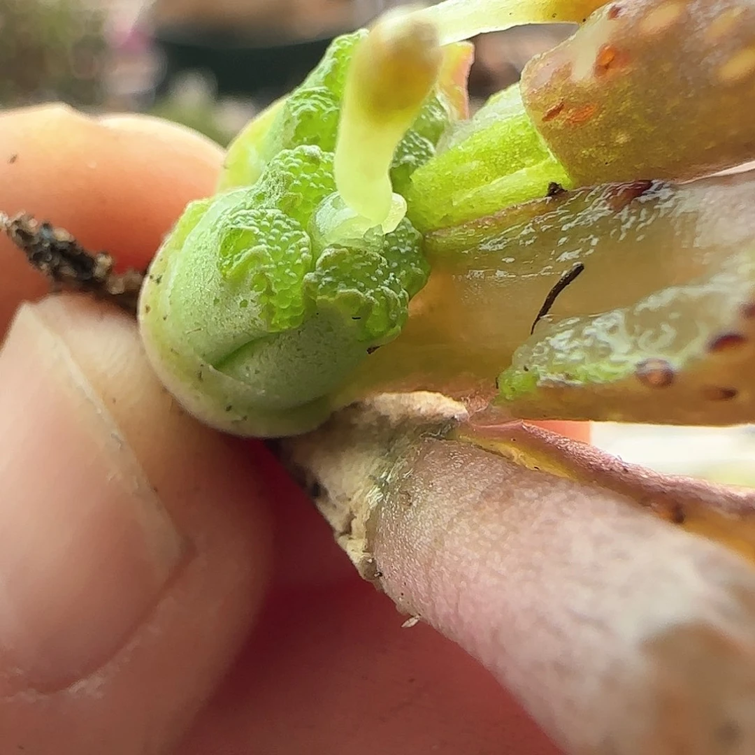 青**驻年后脱土发货23852