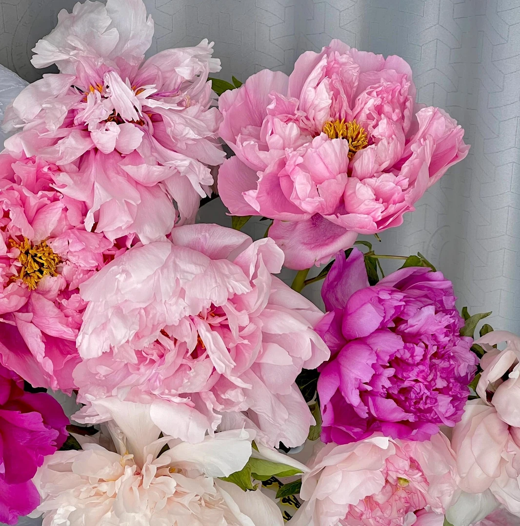 【现货-进口芍药混搭】重瓣粉色红色黄色芍药鲜切花菏泽基地直发