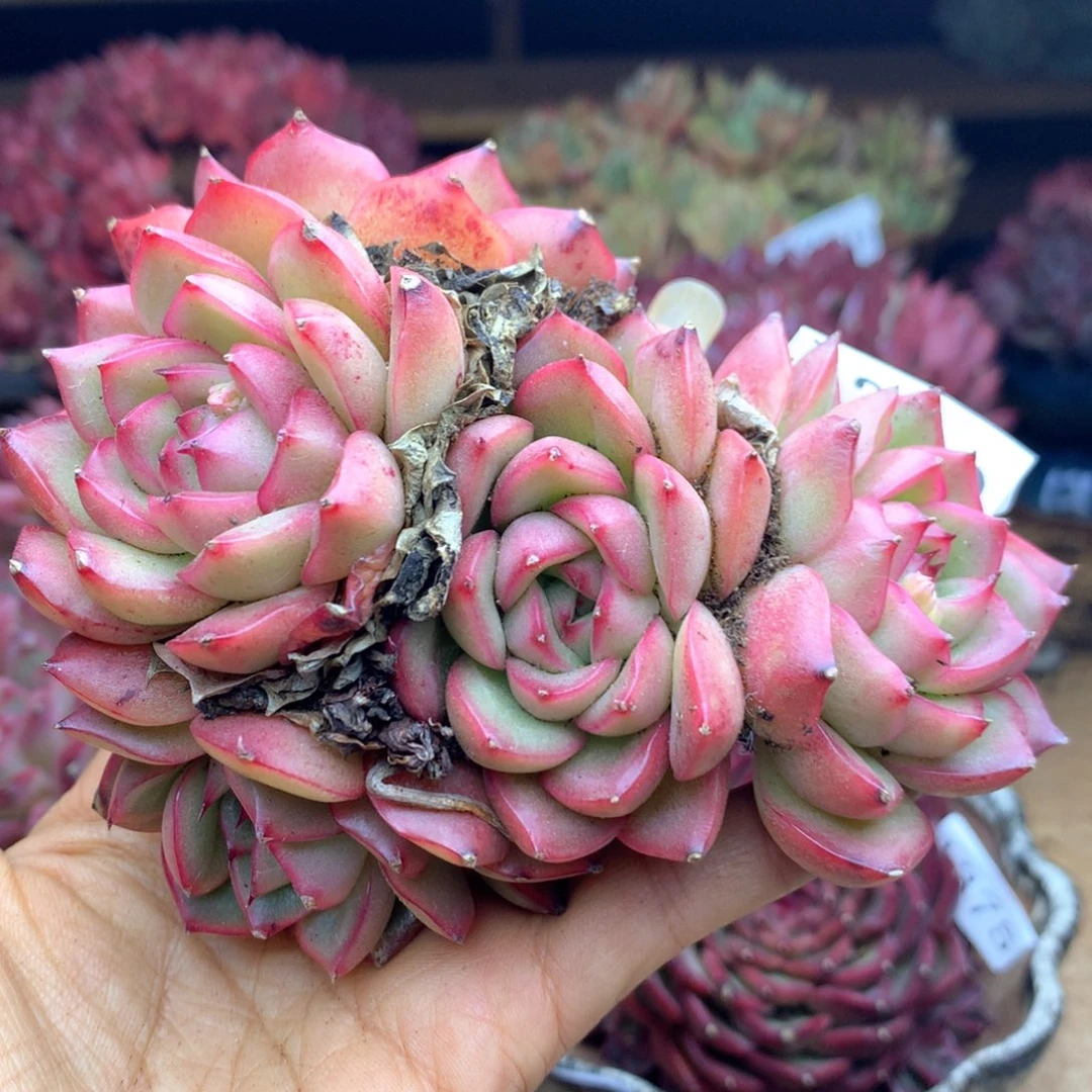 杨*惠1380杂交多肉植物基地