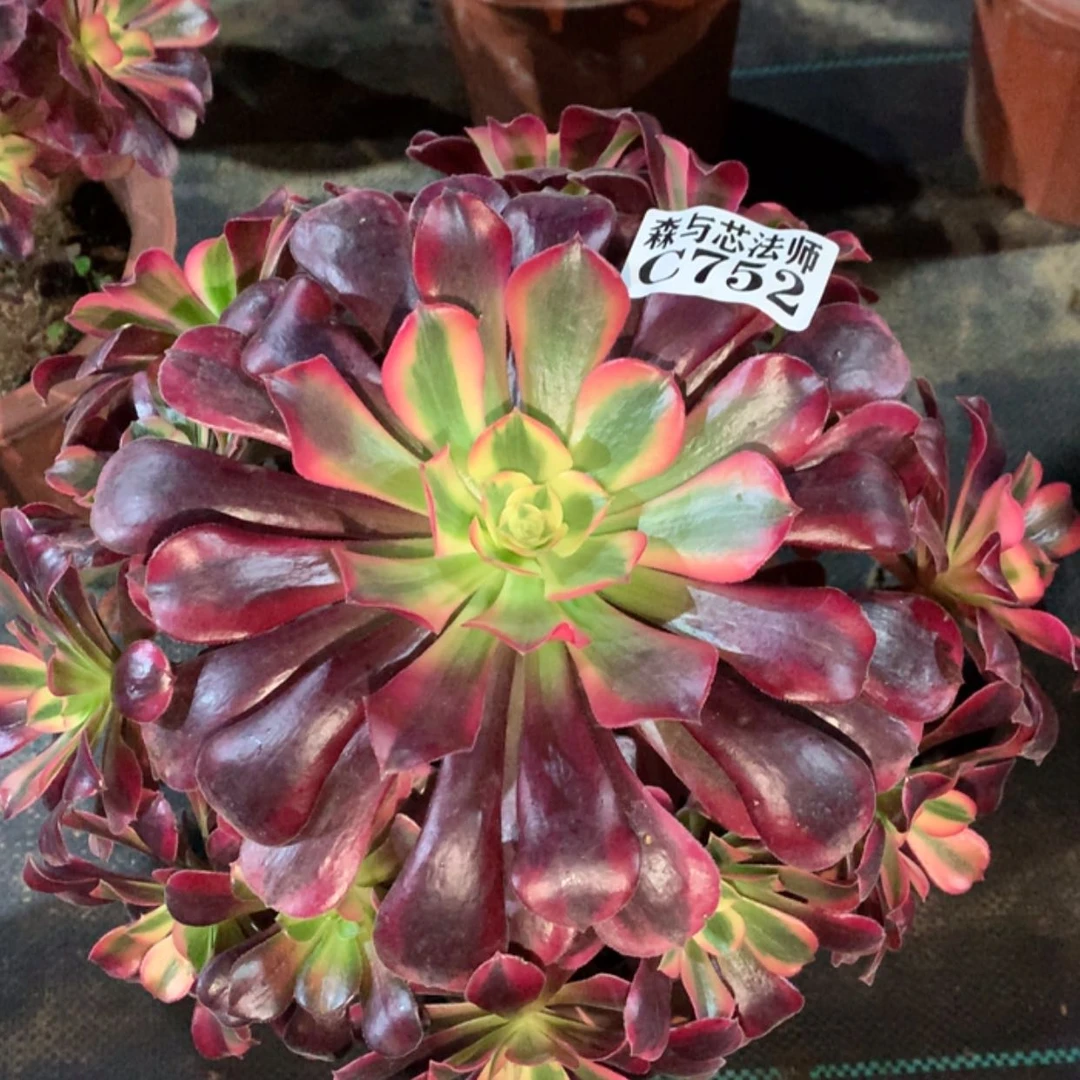 【闪购商品】754美杜莎