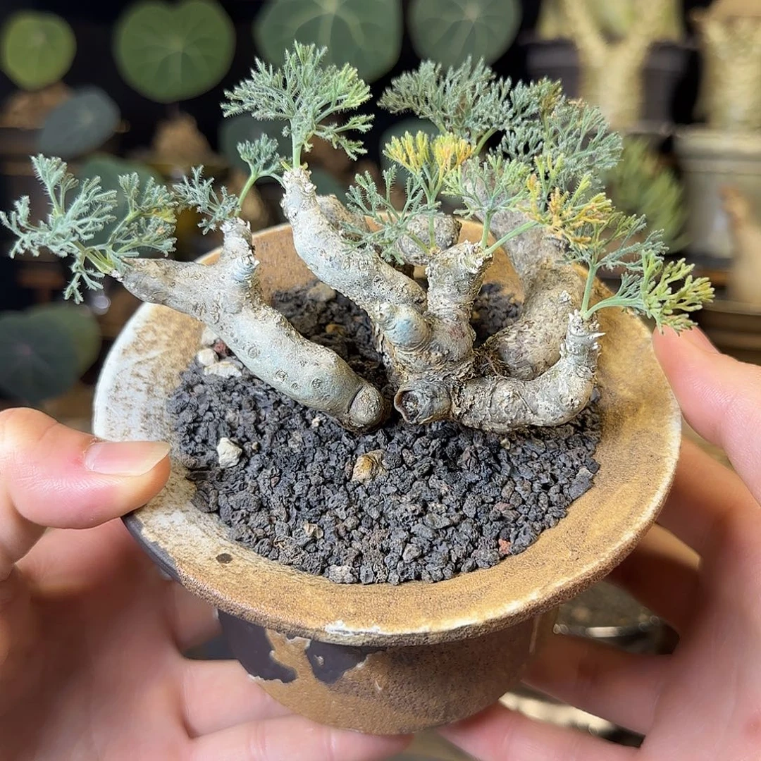 一物一拍黑皮月界580