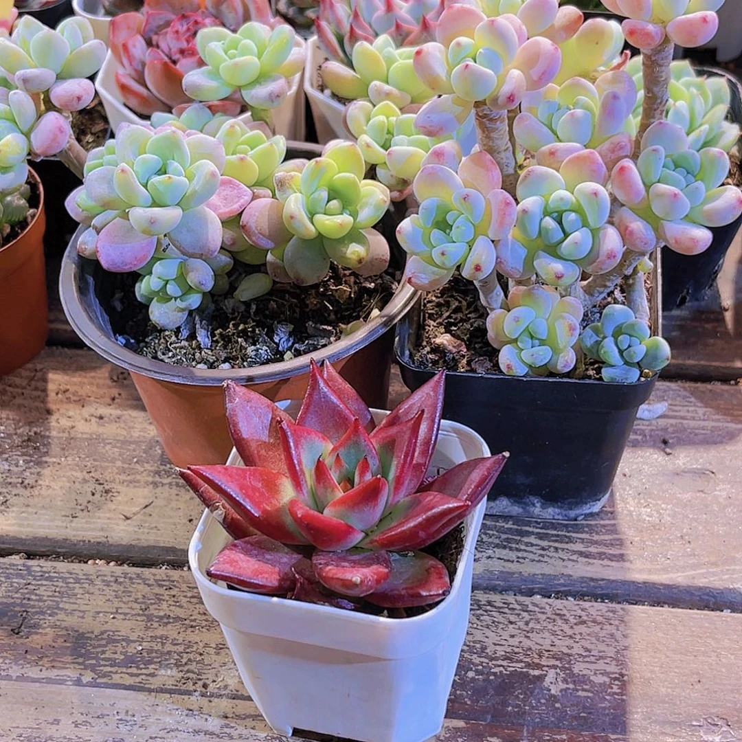 罗琦。劳尔群。罗卡