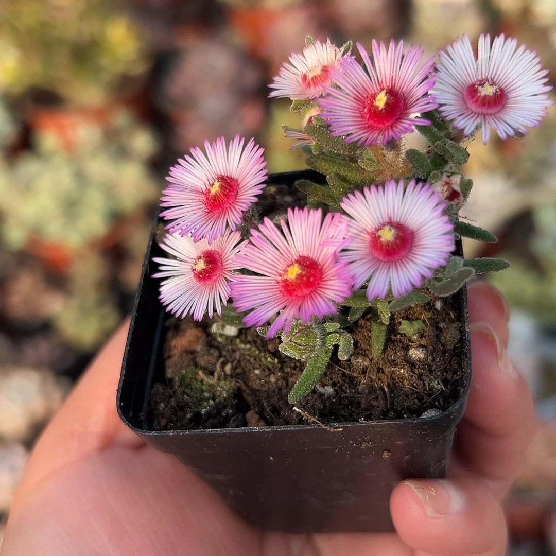 多肉植物狐尾枝干