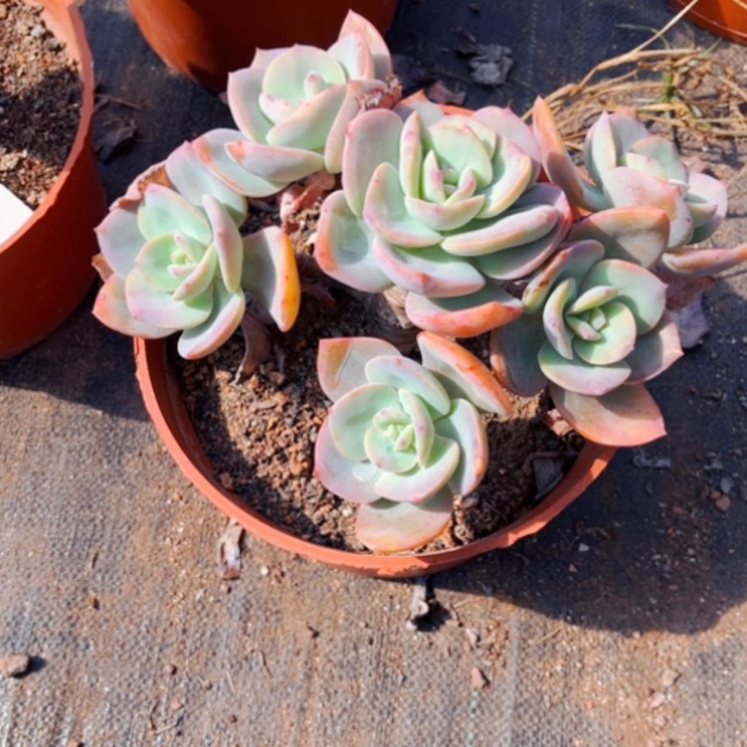 【闪购商品】冷*?白凤