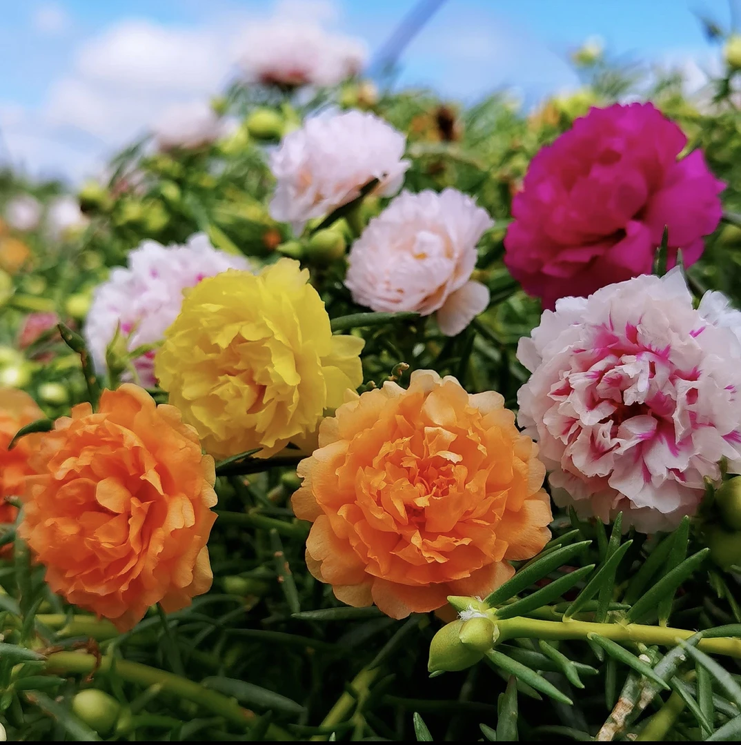【多色混色】原盆原土重瓣宿根多色太阳花苗耐热耐晒开花花卉