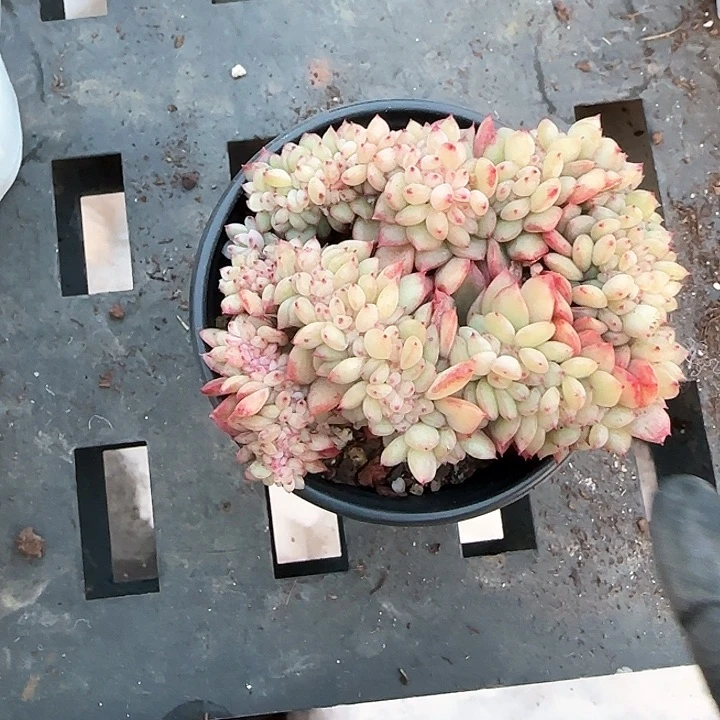 青蛙王子儿童牙膏111