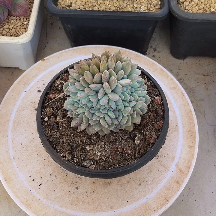 橙子缀化一物一拍