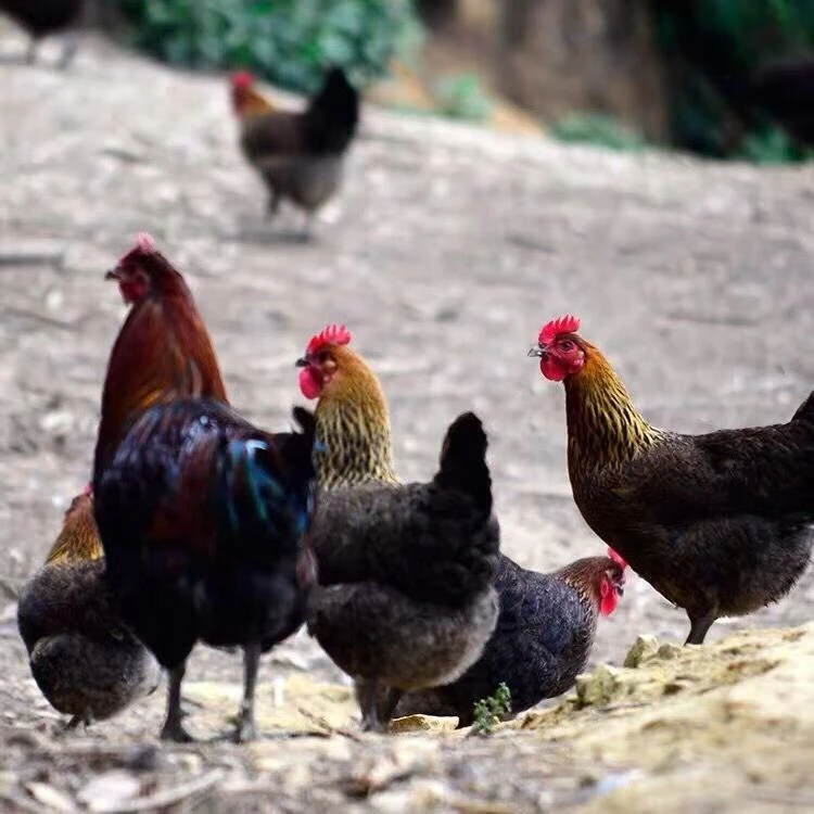 黑脚母鸡2只装，新鲜美味