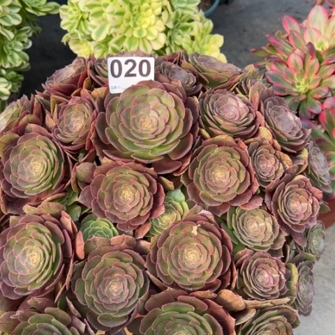 020沙拉碗朵朵40厘米左右多肉