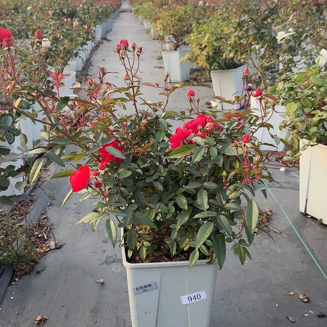 当前无花朵，栽培后可花朵940