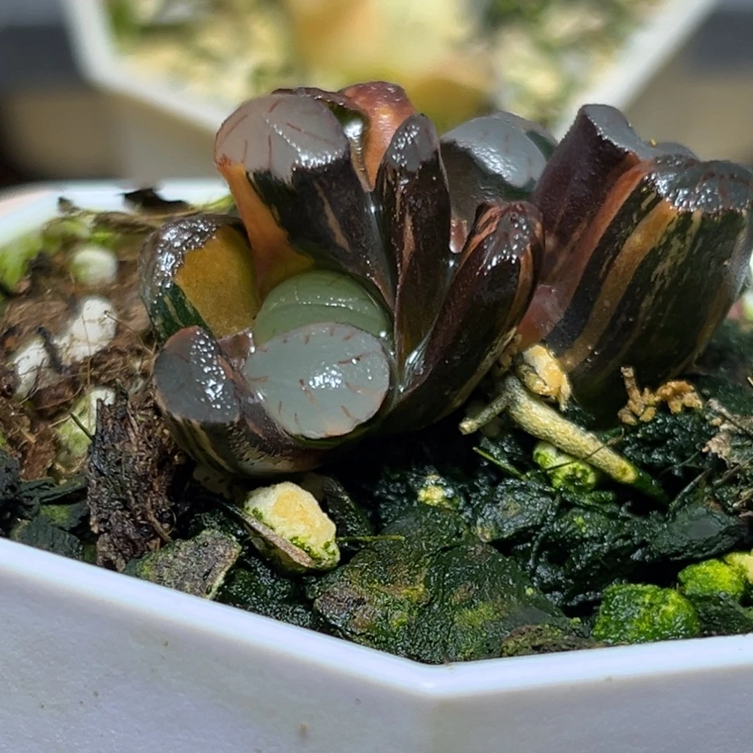 半**殇恭喜发财大吉大利0063