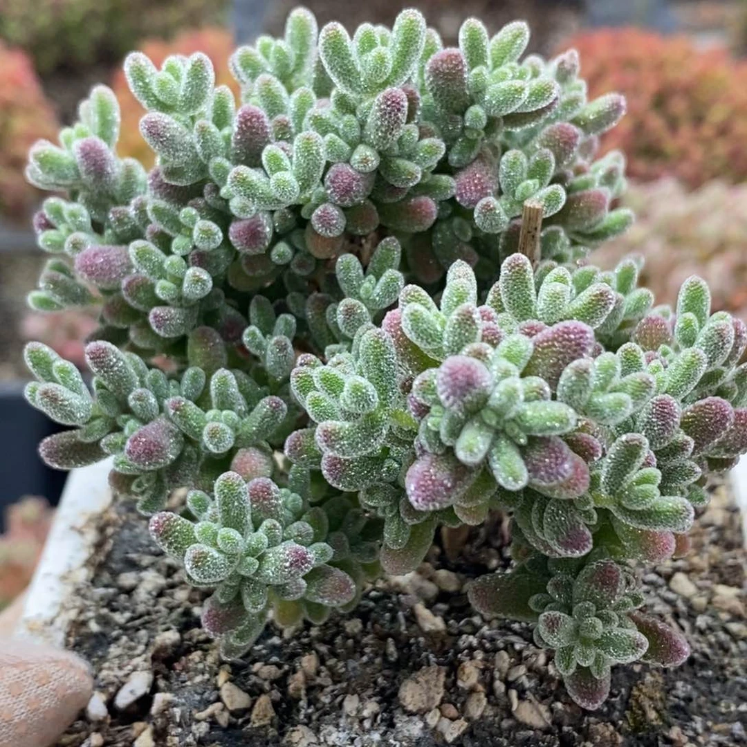 茹枝干优选冰晶4937枝干番杏